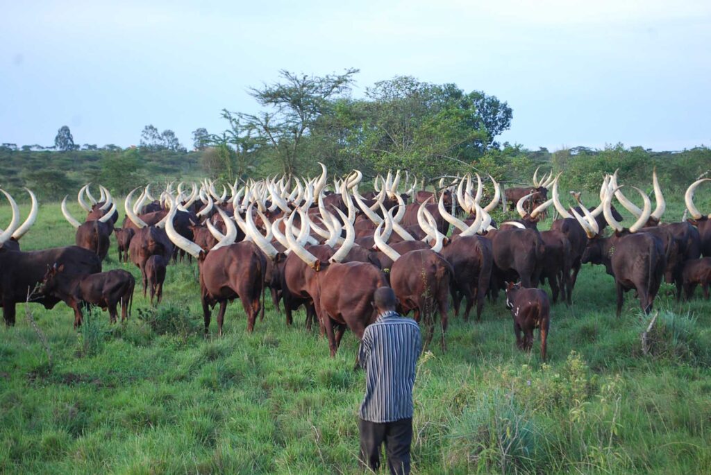 Enchanting Uganda ankole cows