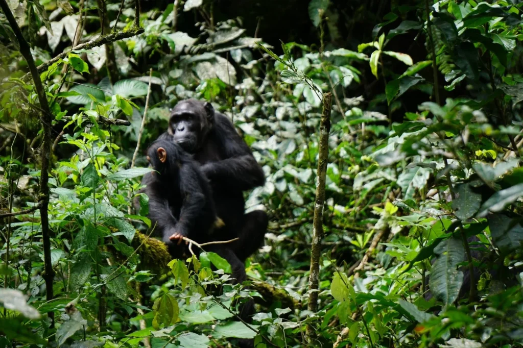 Enchanting Uganda kibale national park chimpanzee trekking