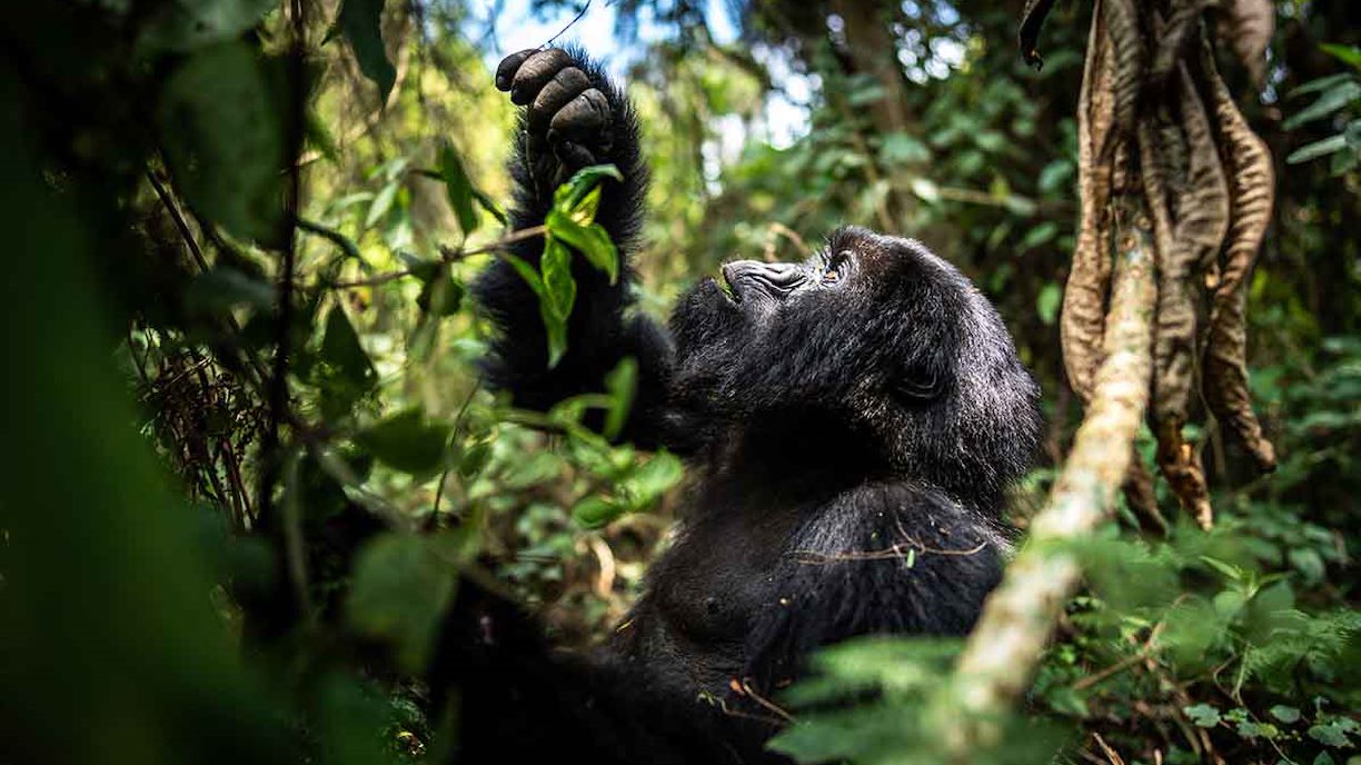 Gorilla & Wilderness Journey f2