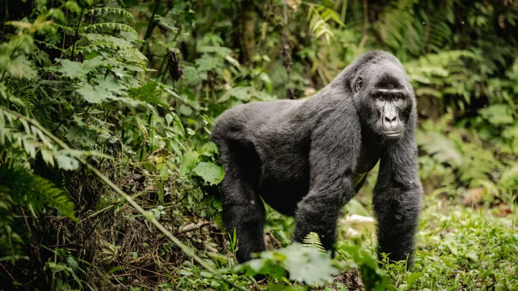 Enchanting Uganda gorilla bwindi impenatreble forest uganda 1920x1080.jpg