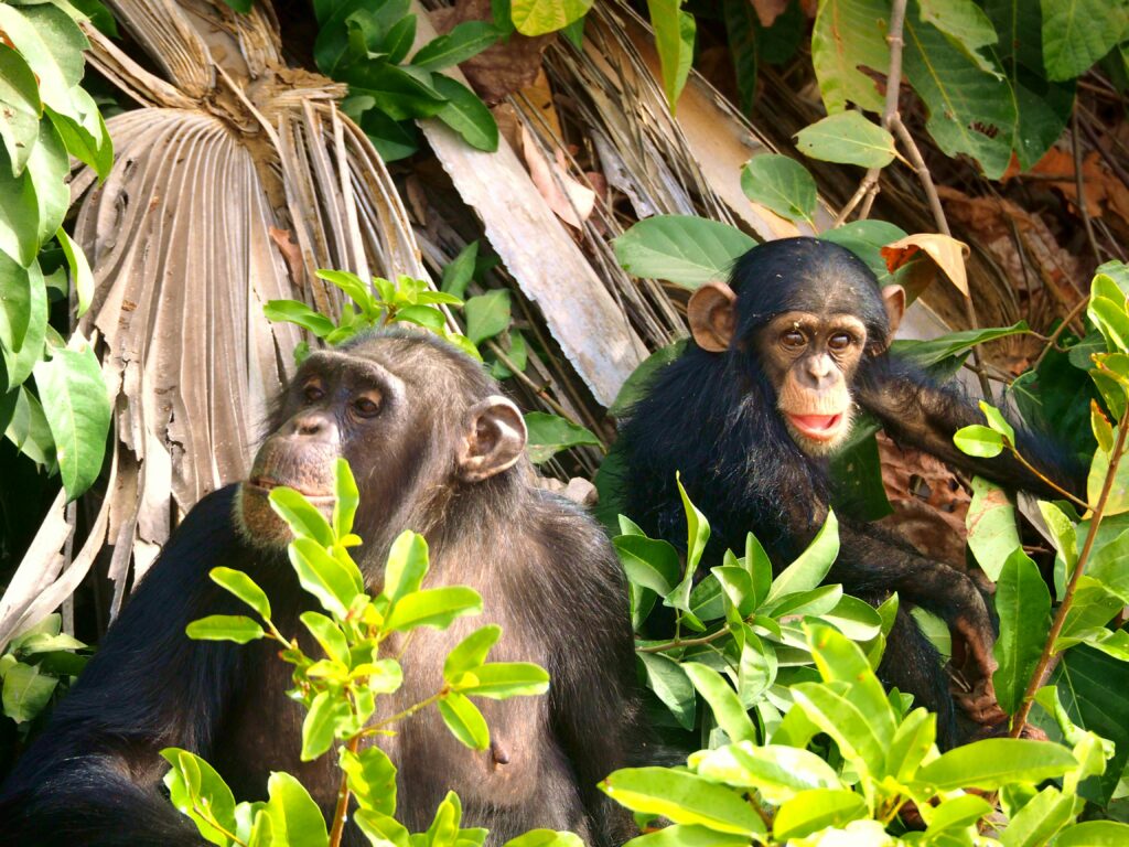 Gorilla & Wilderness Journey Two chimpanzees relaxing amidst lush foliage in Gambia's wild environment.