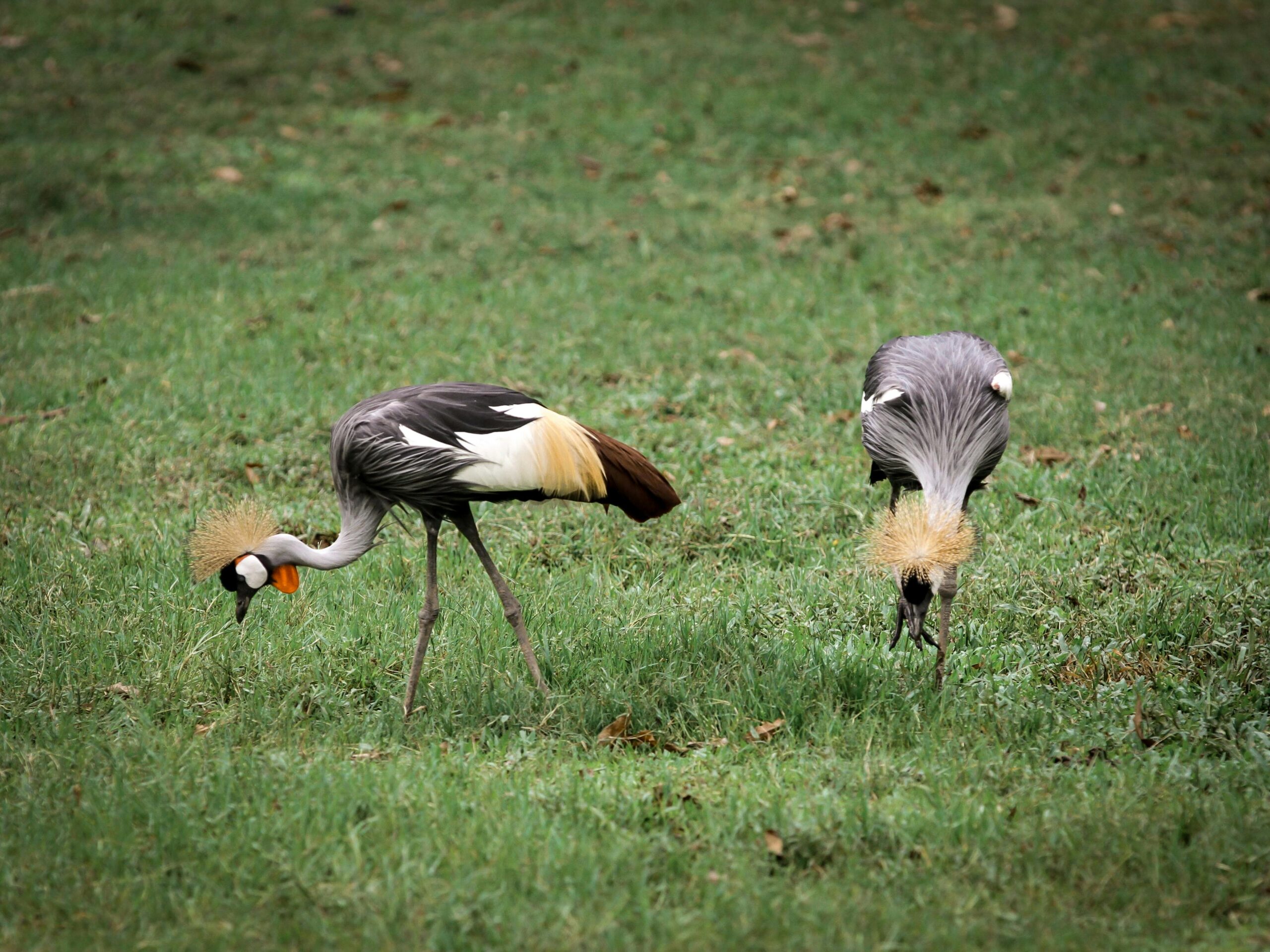 Uganda's Great Birding Arc A pair of grey crowned cranes grazing peacefully in a vibrant grassland.