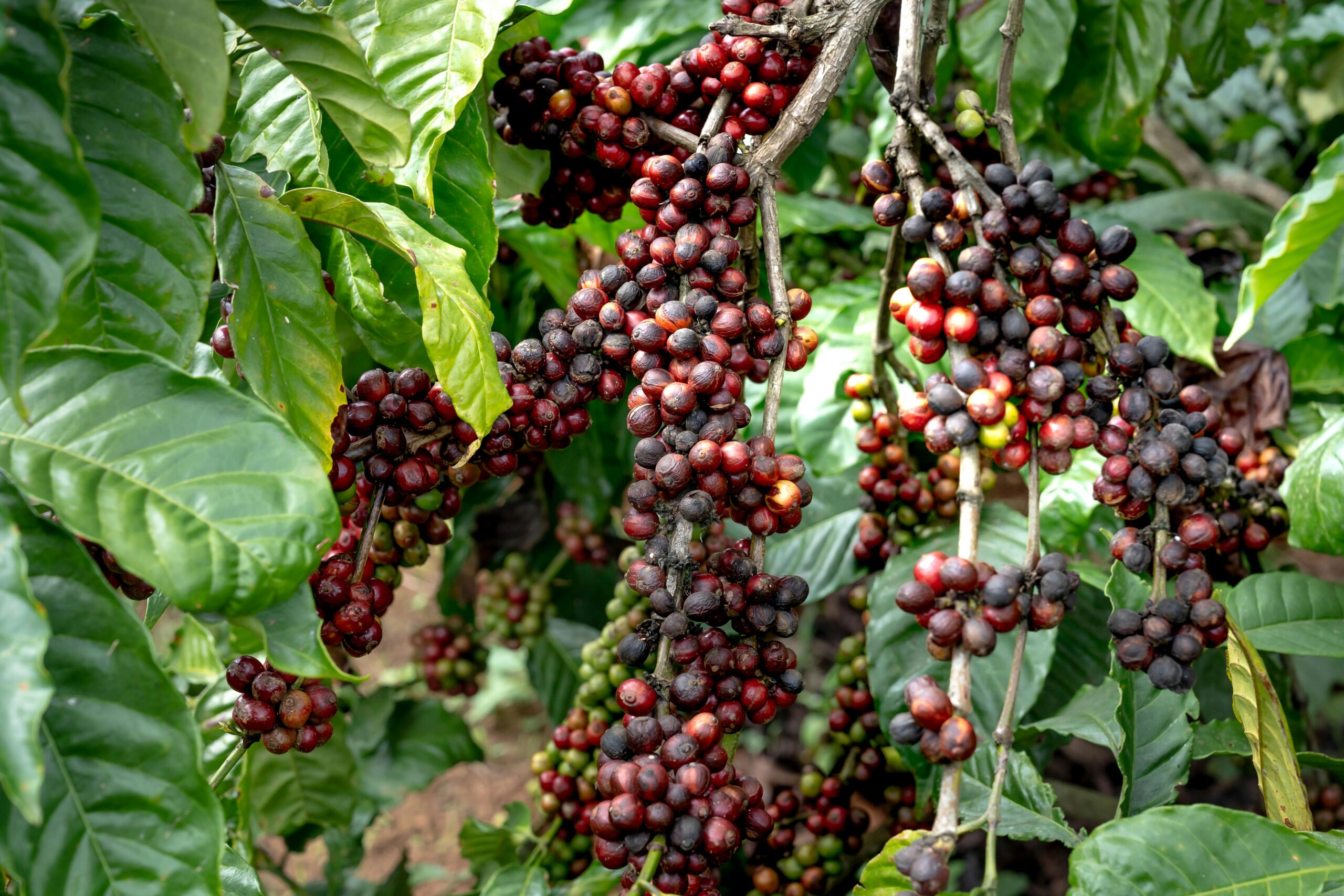 Home Vibrant close-up of ripe coffee berries on branches, ideal for agriculture images.