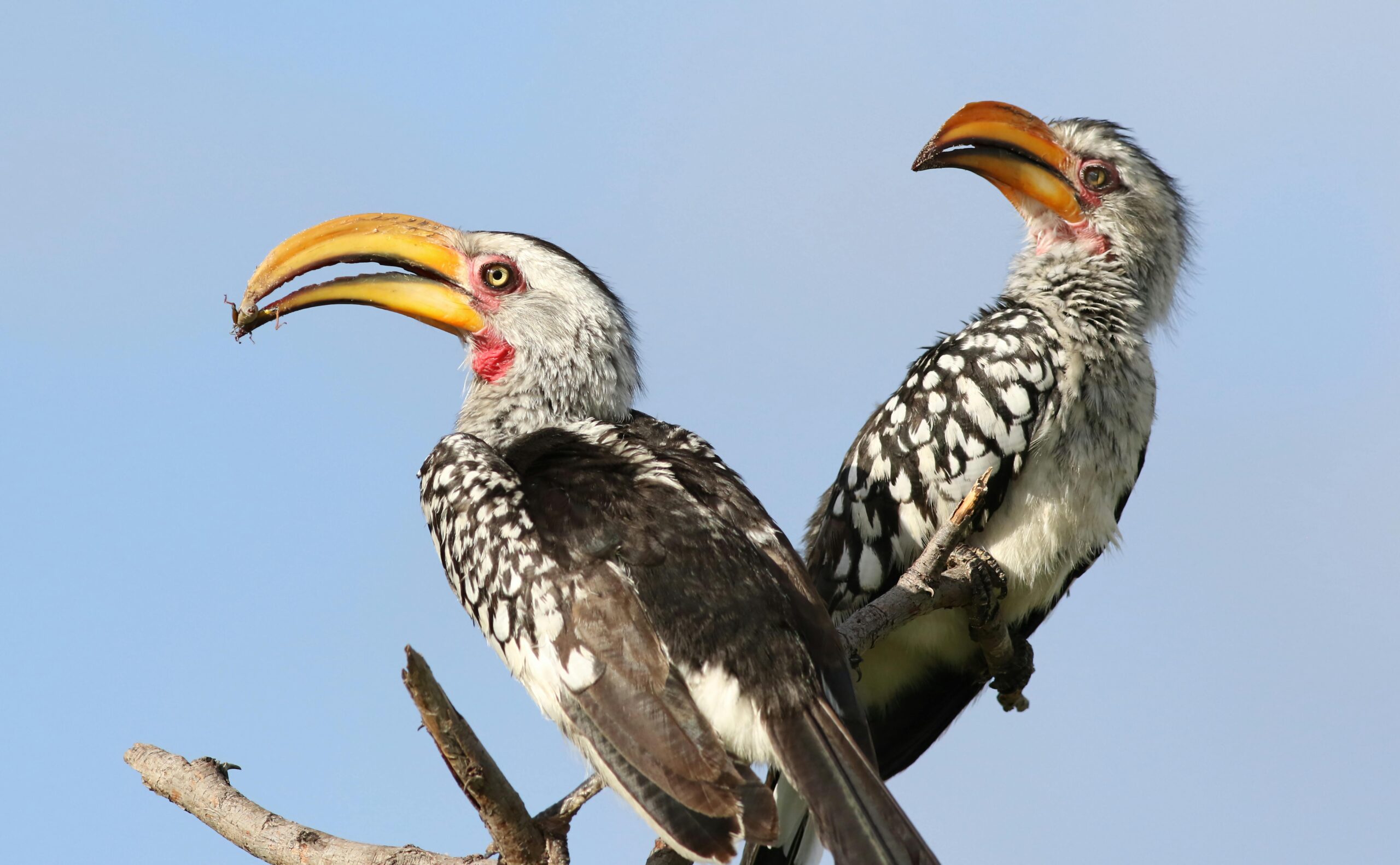 A pair of Southern Yellow-billed Hornbills perched on a branch in Botswana.