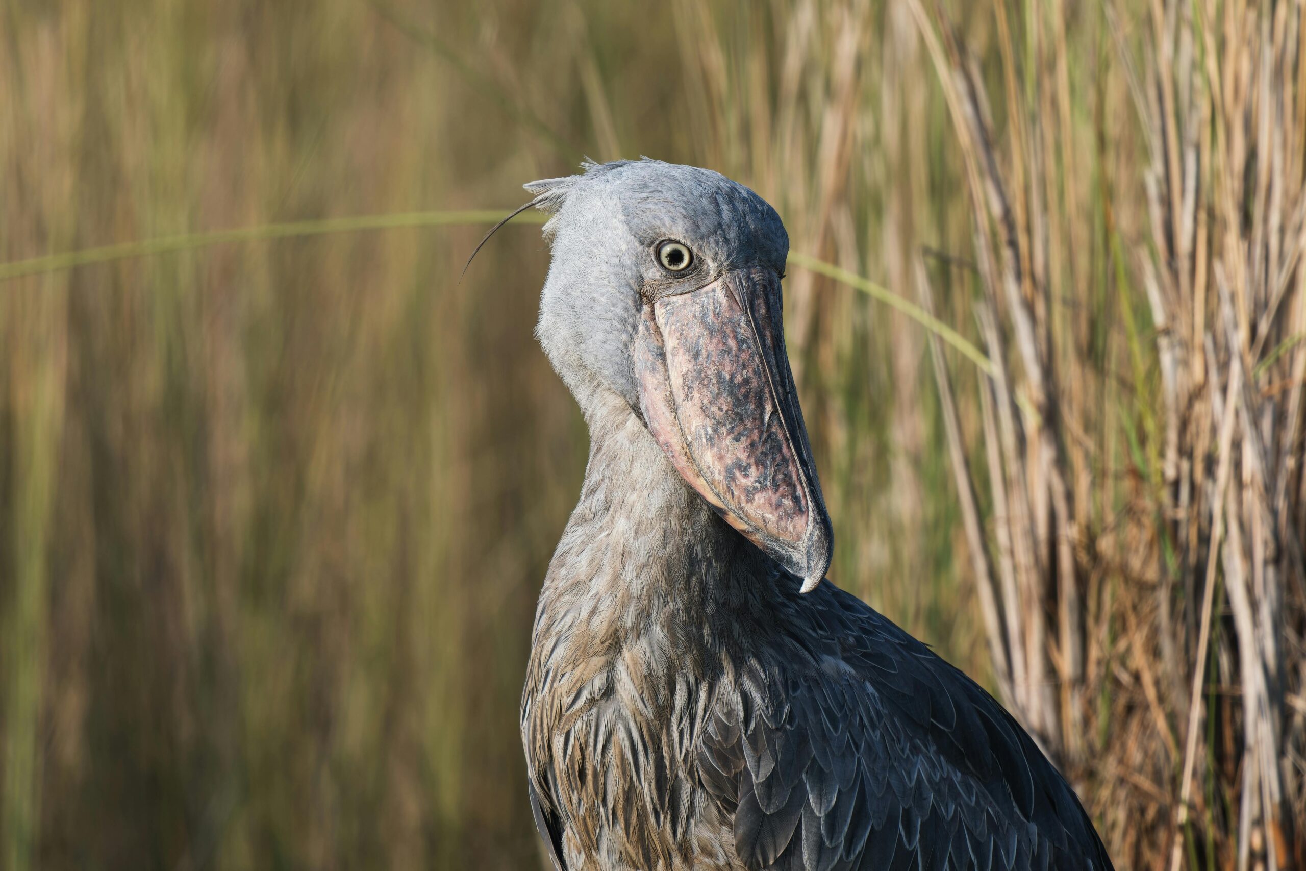 Uganda's Great Birding Arc A detailed portrait of a Shoebill Stork standing amidst tall grass, showcasing its unique features.