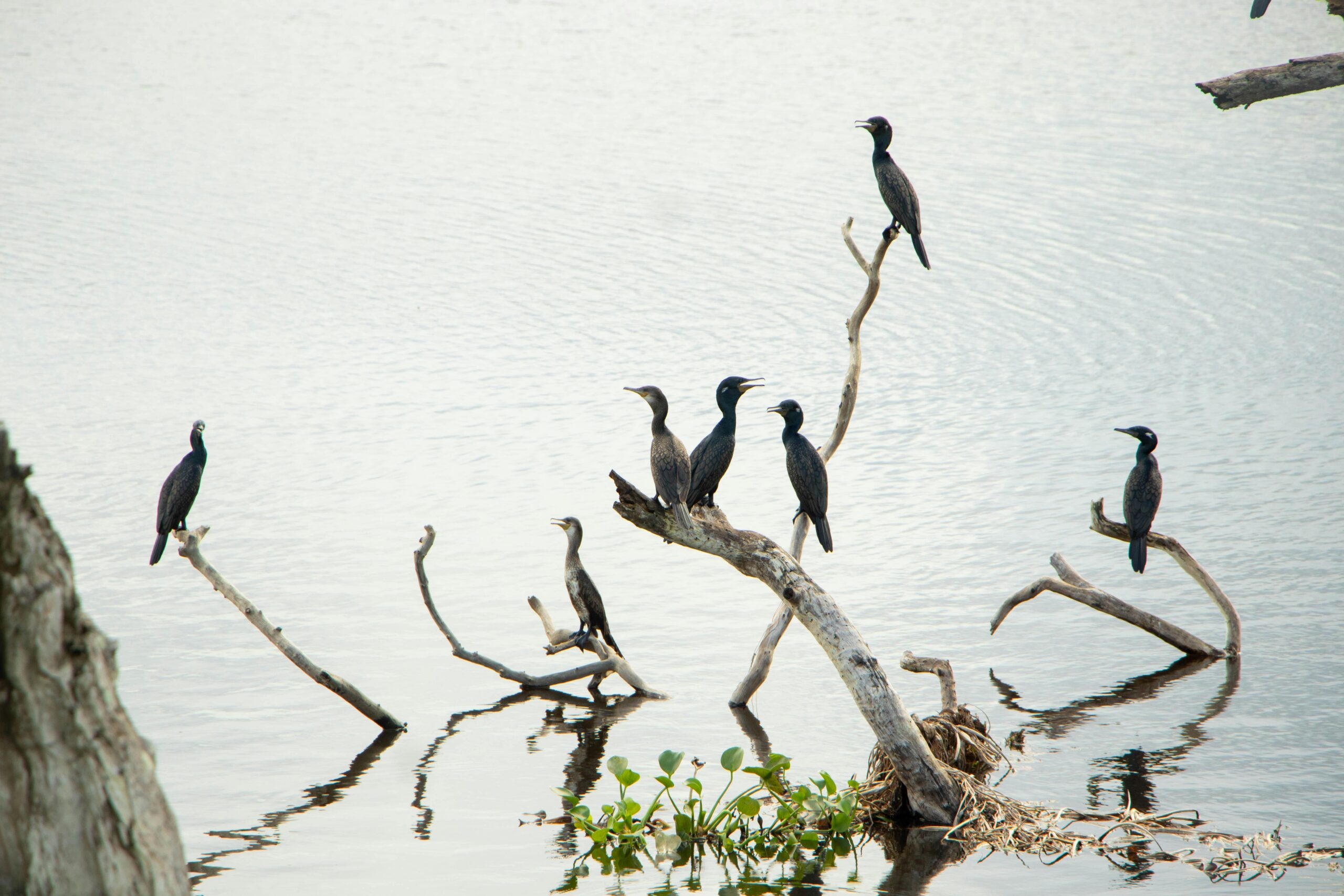 Uganda's Great Birding Arc A serene scene of cormorants perched on branches in a calming lake with reflections.