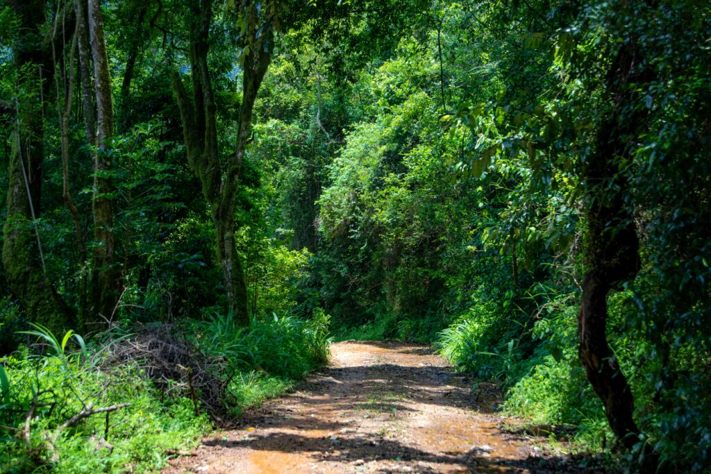 Gorilla & Wilderness Journey Explore a tranquil forest pathway surrounded by lush green foliage and sunlight.