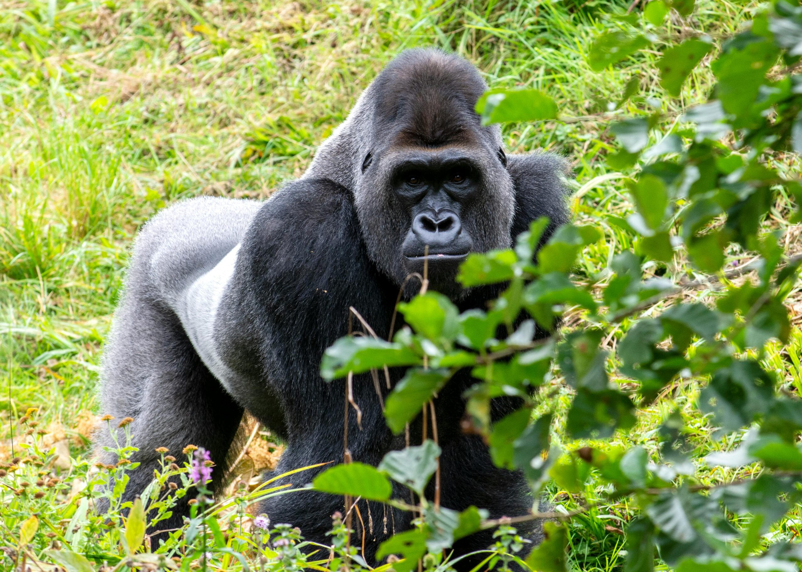 Close-up of a silverback gorilla surrounded by lush greenery, showcasing its strength and presence.