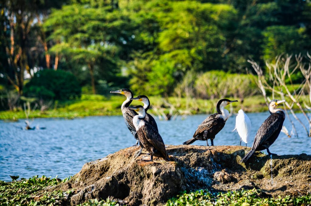 Home Diverse bird species by Lake Nakuru, Kenya, showcasing vibrant wildlife and natural beauty.