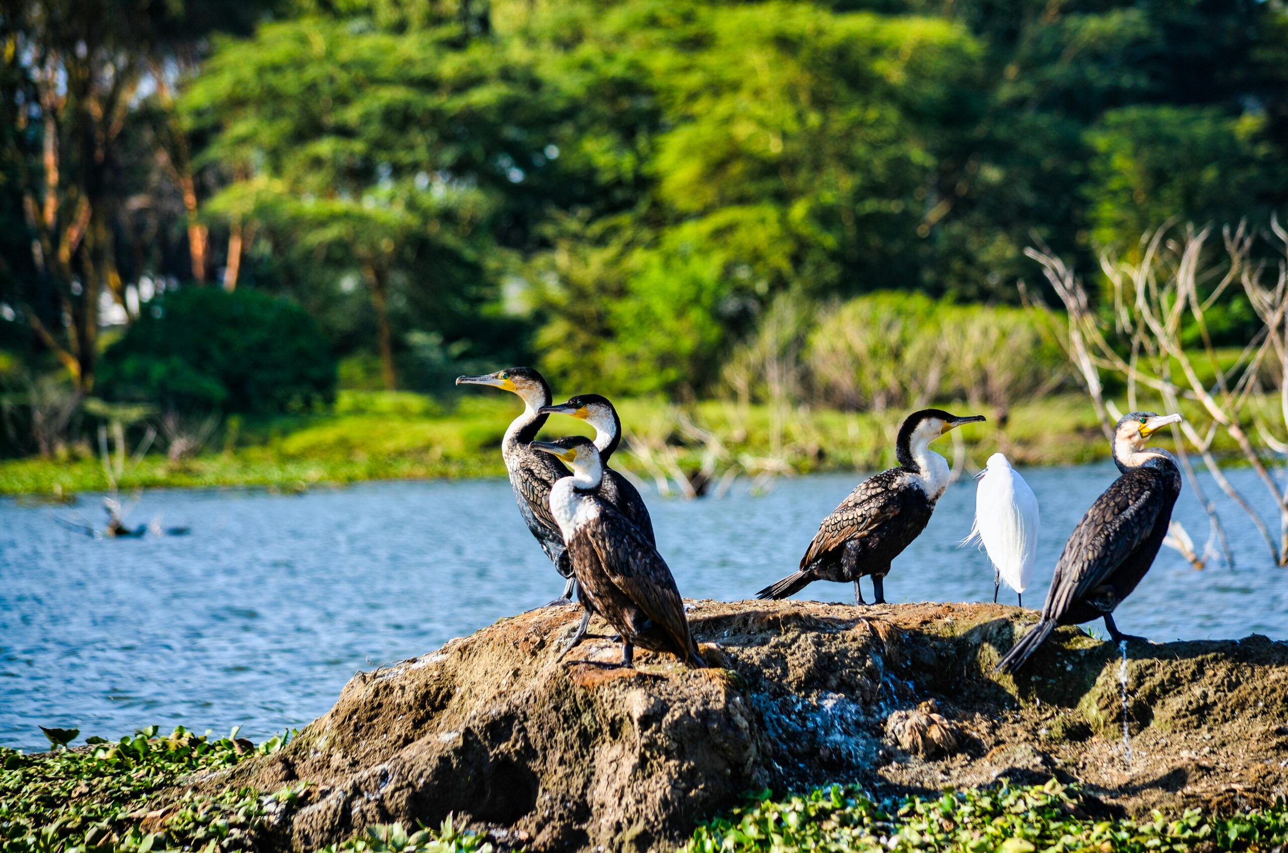 Uganda's Great Birding Arc Diverse bird species by Lake Nakuru, Kenya, showcasing vibrant wildlife and natural beauty.